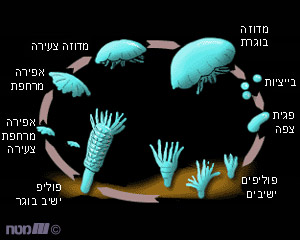 שלבי ההתפתחות של המדוזה